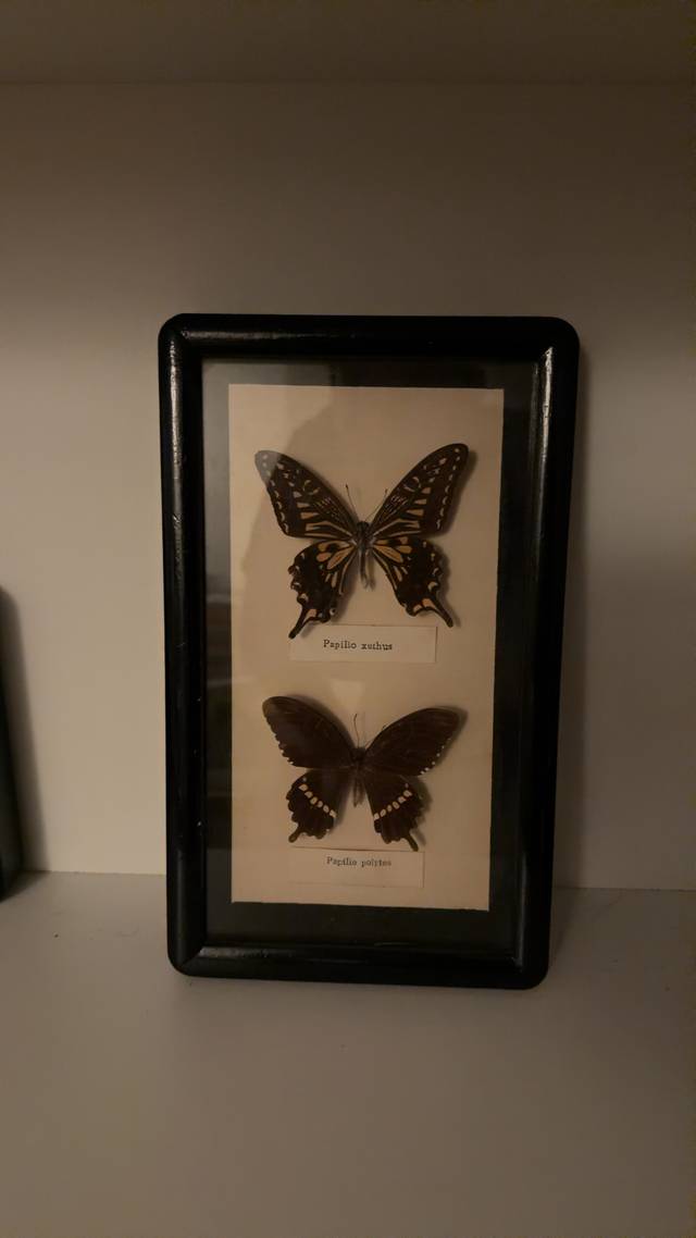 Framed Butterfly Specimen Display (Papilio xuthus & Papilio polytes) - natural collectible