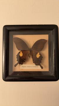 Helena's Swallowtail (Papilio helenus fortunius) Framed Butterfly Specimen - view 1