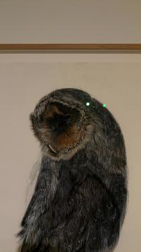 Contemporary Drawing of an Owl - view 2