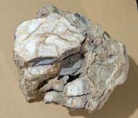Petrified Wood (Silicified) - view 1