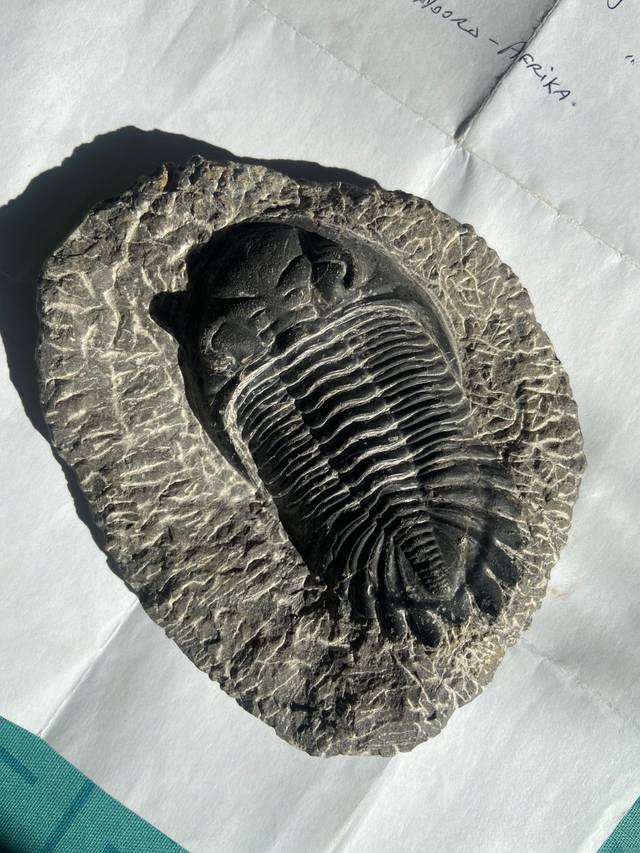 Trilobite - Drotops megalomanicus (Devonian, Ma'der Basin, Morocco) 11cm, Prepared - fossils collectible