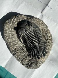 Trilobite - Drotops megalomanicus (Devonian, Ma'der Basin, Morocco) 11cm, Prepared - view 1