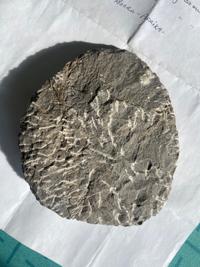 Trilobite - Drotops megalomanicus (Devonian, Ma'der Basin, Morocco) 11cm, Prepared - view 2