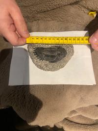 Trilobite - Drotops megalomanicus (Devonian, Ma'der Basin, Morocco) 11cm, Prepared - view 3