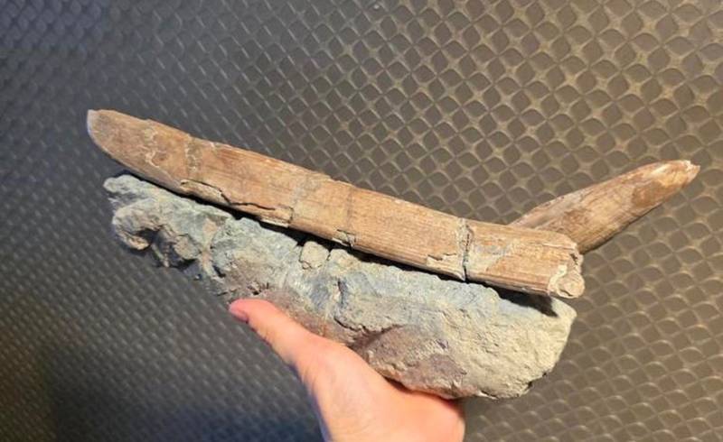 Large fossilized Spinosaurus tooth embedded in a grey rock matrix, showing vertical ridges and tan coloration. - view 1