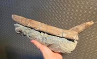 Spinosaurid Tooth in Matrix - Spinosaurus aegyptiacus (Cretaceous, Kem Kem Group, Morocco), 5-6 inches - view 1