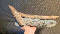 Spinosaurid Tooth in Matrix - Spinosaurus aegyptiacus (Cretaceous, Kem Kem Group, Morocco), 5-6 inches - view 2