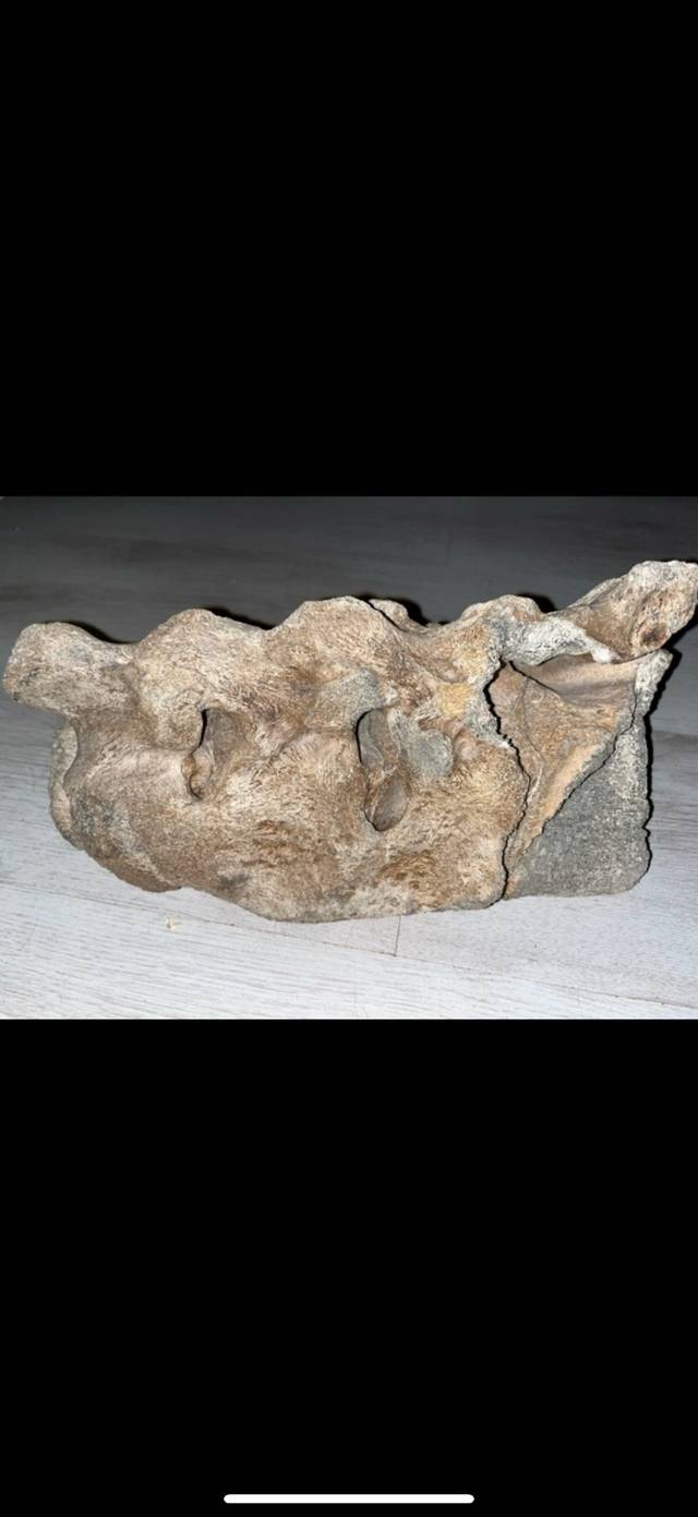 Fossilized Vertebra/Bone Fragment (Possibly Cetacean or other large mammal) - fossils collectible