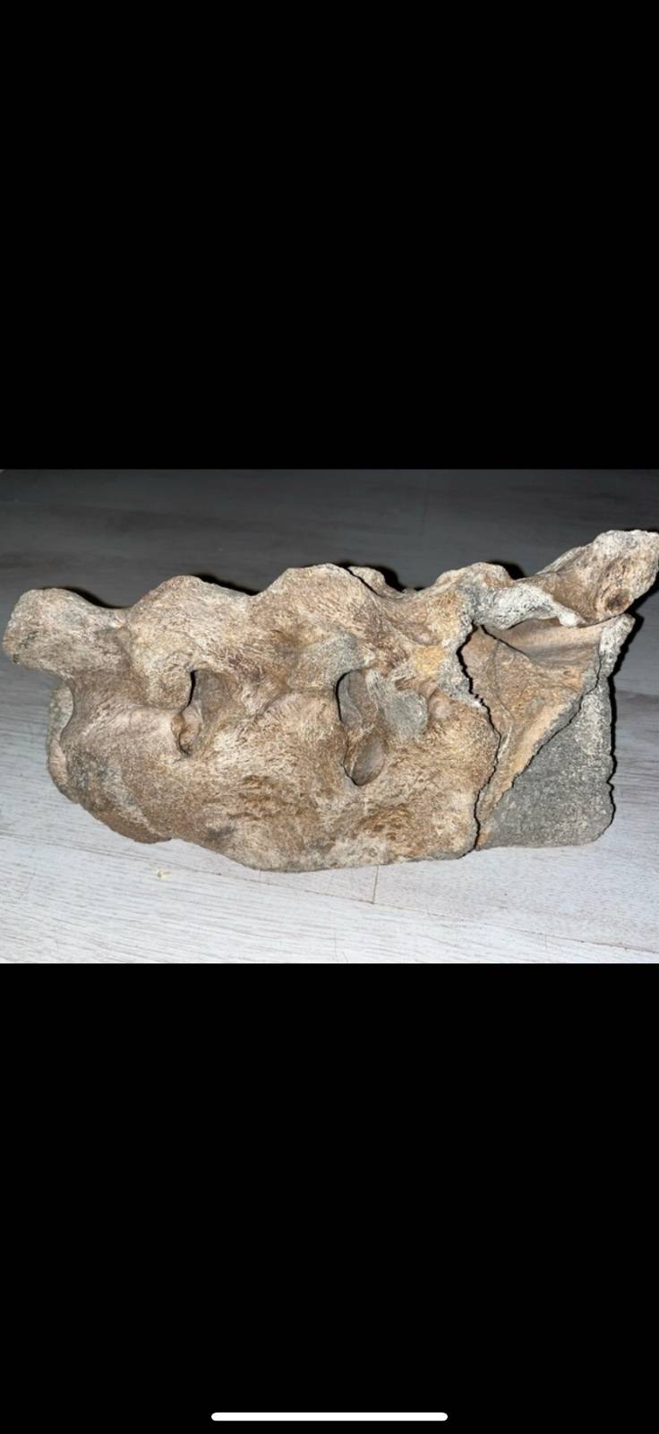 Large weathered fossilized bone fragment, possibly a whale or large mammal vertebra, light brown and gray in color - view 1