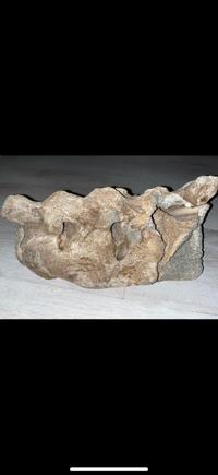 Fossilized Vertebra/Bone Fragment (Possibly Cetacean or other large mammal) - view 1
