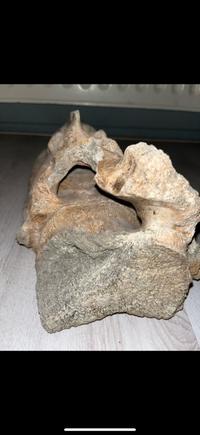 Fossilized Vertebra/Bone Fragment (Possibly Cetacean or other large mammal) - view 2