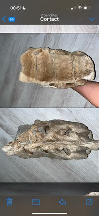 Fossilized Vertebra/Bone Fragment (Possibly Cetacean or other large mammal) - view 3