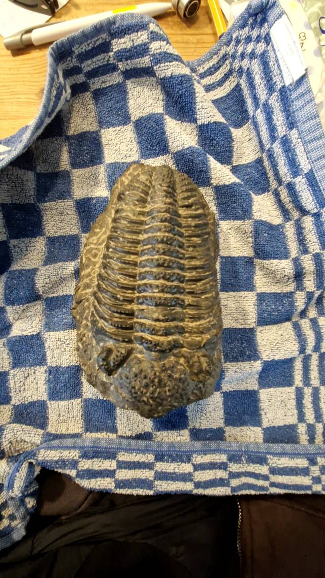 Trilobite - Drotops megalomanicus (Devonian, Ma'der Basin, Morocco) - fossils collectible
