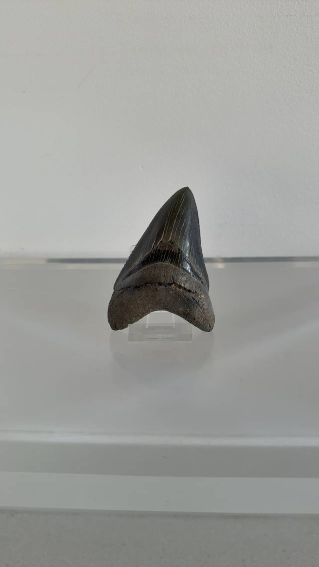 Megalodon Tooth - Otodus megalodon (Miocene to Pliocene) - fossils collectible