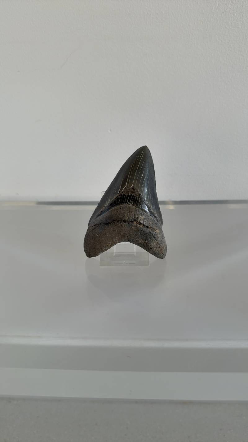 Dark grey fossilized Megalodon shark tooth with sharp serrations and a large bifurcated root, displayed on a clear acrylic stand. - view 1