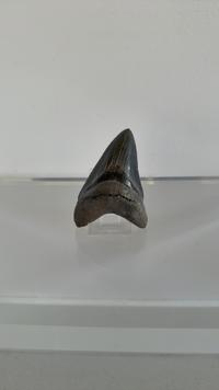 Megalodon Tooth - Otodus megalodon (Miocene to Pliocene) - view 1