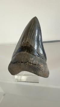 Megalodon Tooth - Otodus megalodon (Miocene to Pliocene) - view 2