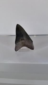 Megalodon Tooth - Otodus megalodon (Miocene to Pliocene) - view 3