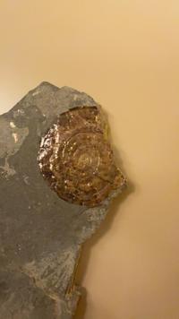 Ammonite - Psiloceras planorbis (Jurassic, Blue Lias, UK) with iridescence - view 3